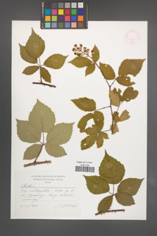 Rubus [KOR 44825]