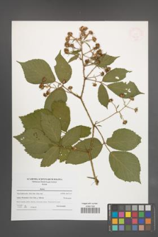 Rubus [KOR 47644]