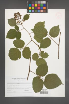 Rubus [KOR 47645]