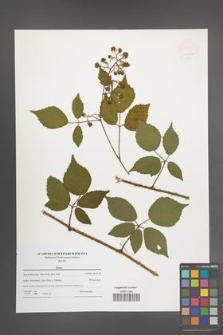 Rubus [KOR 54564]