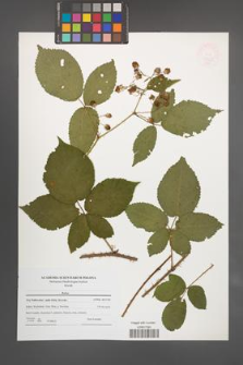 Rubus [KOR 47672]