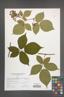 Rubus [KOR 47759]