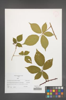 Rubus [KOR 47697]
