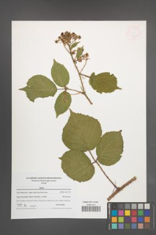 Rubus [KOR 47693]