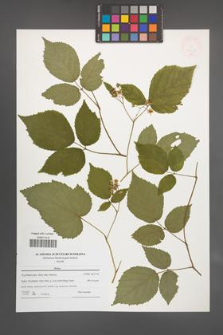 Rubus [KOR 47652]
