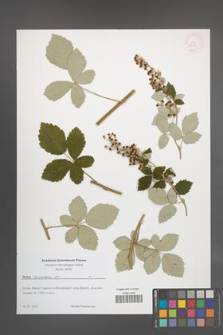 Rubus canescens [KOR 54555]