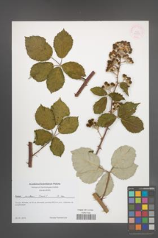 Rubus praecox [KOR 54557]