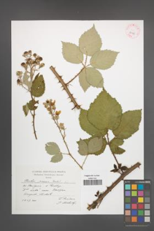 Rubus praecox [KOR 43125]