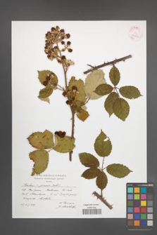Rubus praecox [KOR 43122]