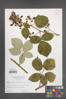 Rubus praecox [KOR 54561]