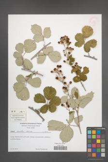 Rubus sanctus [KOR 54553]