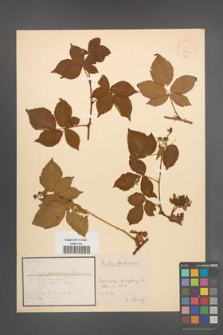 Rubus plicatus [KOR 18522]