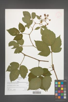 Rubus [KOR 47643]