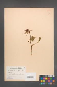 Rosa agrestis [KOR 17543]