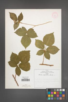 Rubus corylifolius [KOR 52235]