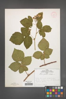 Rubus corylifolius [KOR 52240]