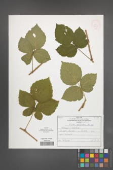 Rubus corylifolius [KOR 52229]