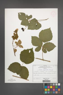 Rubus corylifolius [KOR 52216]