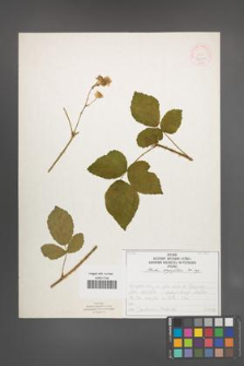 Rubus corylifolius [KOR 52209]