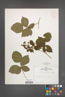 Rubus corylifolius [KOR 52232]