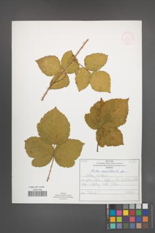 Rubus corylifolius [KOR 52217]