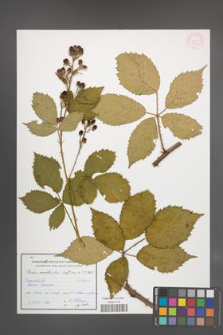 Rubus constrictus [KOR 54613]