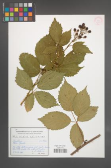 Rubus constrictus [KOR 54614]