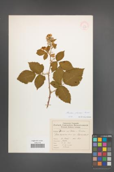 Rubus praecox [KOR 54616]