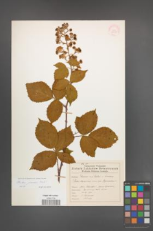 Rubus praecox [KOR 54615]