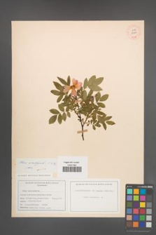 Rosa amblyotis [KOR 17573]