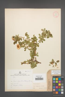 Rosa beggeriana [KOR 17601]