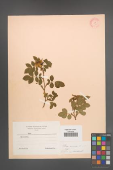 Rosa canina [KOR 9236]