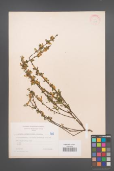 Cytisus ratisbonensis [KOR 5118]
