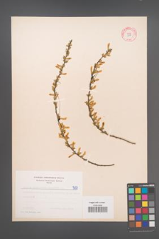 Cytisus ratisbonensis [KOR 5107]