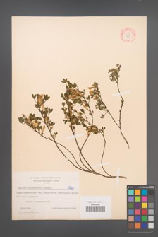 Cytisus ratisbonensis [KOR 4260]