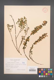 Cytisus ratisbonensis [KOR 4241]