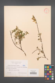 Cytisus ratisbonensis [KOR 4240]