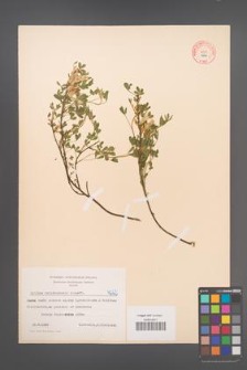 Cytisus ratisbonensis [KOR 4262]
