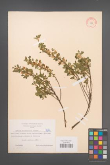 Cytisus ratisbonensis [KOR 4264]