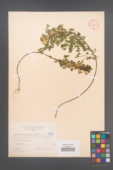 Cytisus ratisbonensis [KOR 4259]