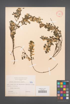 Cytisus ratisbonensis [KOR 4256]