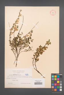 Cytisus ratisbonensis [KOR 4225]