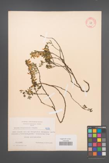 Cytisus ratisbonensis [KOR 4377]