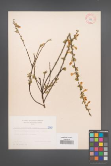 Cytisus ratisbonensis [KOR 5067]