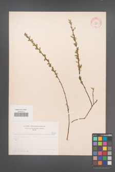 Cytisus ratisbonensis [KOR 5059]