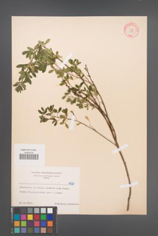 Cytisus ratisbonensis [KOR 6027]