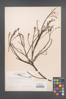Cytisus ratisbonensis [KOR 5136]