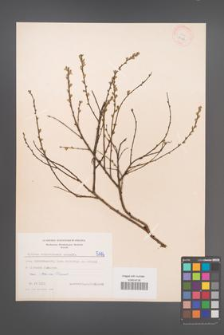 Cytisus ratisbonensis [KOR 5116]