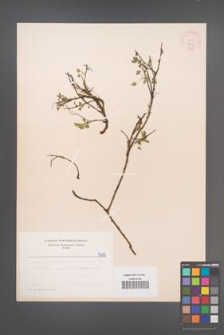 Cytisus ratisbonensis [KOR 5113]