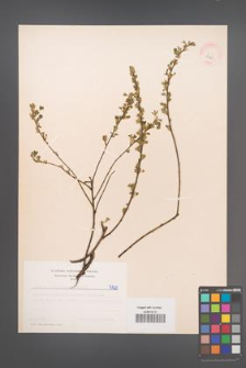 Cytisus ratisbonensis [KOR 5120]